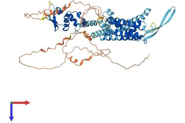 Kv3.4 Protein (AA 1-635) (His tag)