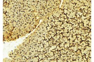 ABIN6269056 at 1/100 staining Mouse liver tissue by IHC-P. (PDPK1 Antikörper  (Internal Region))