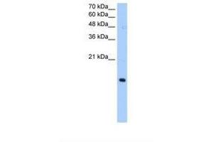 Image no. 1 for anti-Paired Immunoglobin-Like Type 2 Receptor alpha (PILRA) (AA 51-100) antibody (ABIN6738289)