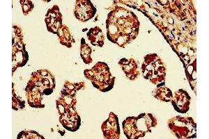 IHC image of ABIN7154972 diluted at 1:300 and staining in paraffin-embedded human placenta tissue performed on a Leica BondTM system. (Hemoglobin Subunit beta Antikörper  (AA 1-147))