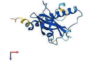 Riboflavin Kinase Protein (RFK) (AA 1-155) (His tag)