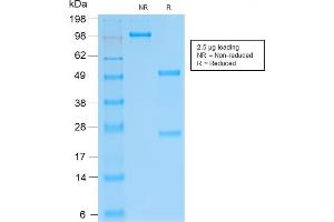 SDS-PAGE Analysis Purified SOX9 Recombinant Rabbit Monoclonal Antibody (SOX9/2287R). (Rekombinanter SOX9 Antikörper)
