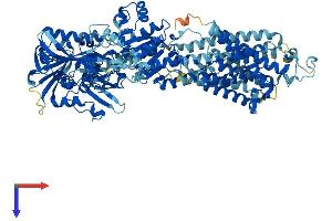 ATP2A1/SERCA1 Protein (AA 1-1001) (His tag)