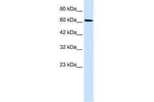 Western Blotting (WB) image for anti-Upstream Binding Protein 1 (LBP-1a) (UBP1) antibody (ABIN2460733) (UBP1 Antikörper)