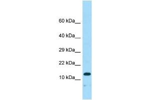 Western Blotting (WB) image for anti-Neudesin (NENF) (N-Term) antibody (ABIN2790663) (Neudesin Antikörper  (N-Term))