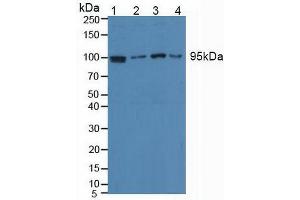 Western blot analysis of (1) Human HeLa cells, (2) Human Jurkat Cells, (3) Human HepG2 Cells and (4) Human Raji Cells. (EEF2 Antikörper  (AA 32-233))