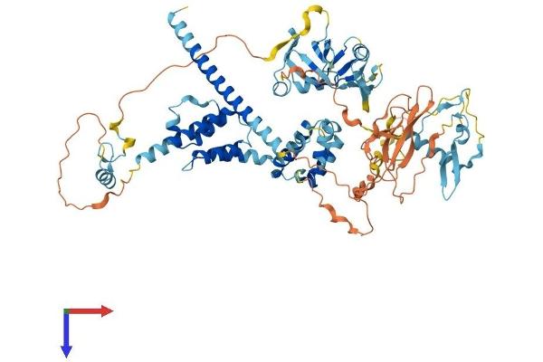 PEG10 Protein (AA 1-708) (His tag)