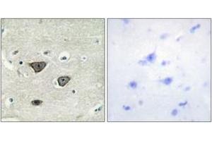 Immunohistochemistry analysis of paraffin-embedded human brain tissue, using CDH8 Antibody. (Cadherin 8 Antikörper  (AA 491-540))