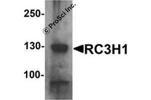 Western Blotting (WB) image for anti-Ring Finger and CCCH-Type Domains 1 (RC3H1) (C-Term) antibody (ABIN1077449)