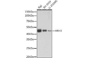 Western blot analysis of extracts of various cell lines, using HRH3 Rabbit mAb (ABIN7267661) at 1:1000 dilution. (HRH3 Antikörper)