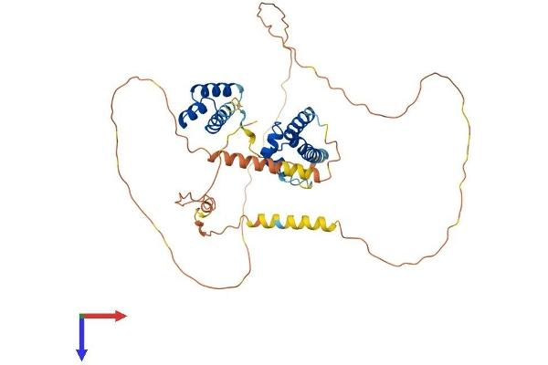 POU4F1 Protein (AA 1-419) (His tag)