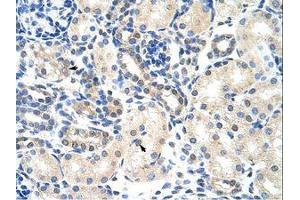 Image no. 1 for anti-Poly(A) Binding Protein, Cytoplasmic 4 (Inducible Form) (PABPC4) (AA 181-230) antibody (ABIN202848)