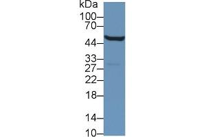 Western Blot; Sample: Mouse Kidney lysate; Primary Ab: 1µg/ml Rabbit Anti-Mouse ALDH9A1 Antibody Second Ab: 0. (ALDH9A1 Antikörper  (AA 322-494))