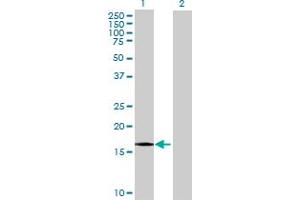 Western Blot analysis of EDF1 expression in transfected 293T cell line by EDF1 MaxPab polyclonal antibody. (EDF1 Antikörper  (AA 1-148))
