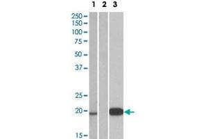 HEK293 lysate (10 ug protein in RIPA buffer) over expressing human UCN3 with DYKDDDDK tag probed with UCN3 polyclonal antibody  (1 ug/mL) in Lane 1 and probed with anti- DYKDDDDK Tag (1/3000) in lane 3. (UCN3 Antikörper  (Internal Region))