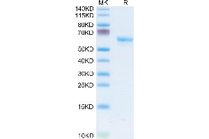 Human LAMP5 on Tris-Bis PAGE under reduced condition. (LAMP5 Protein (AA 30-235) (Fc Tag))