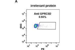 Expi 293 cell line transfected with irrelevant protein (A) and human GPRC5D (B) were surface stained with Rabbit anti-GPRC5D monoclonal antibody 1 μg/mL (clone: DM91) followed by PE-conjugated anti-rabbit IgG secondary antibody.