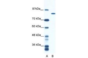DHX16 antibody used at 0. (DHX16 Antikörper)