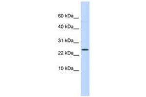 Image no. 1 for anti-LY6/PLAUR Domain Containing 6 (LYPD6) (C-Term) antibody (ABIN6741247) (LYPD6 Antikörper  (C-Term))