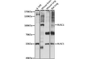 Western blot analysis of extracts of various cell lines, using RUSC1 antibody. (RUSC1 Antikörper)