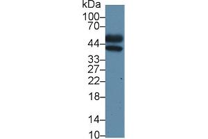 Detection of ORM2 in Mouse Liver lysate using Polyclonal Antibody to Orosomucoid 2 (ORM2)