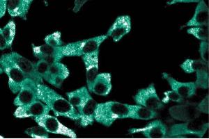 Immunoflourescence staining of ES2 cells.