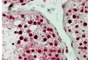 IHC testing of FFPE human testis tissue with LSD1 antibody at 5ug/ml. (LSD1 Antikörper  (N-Term))