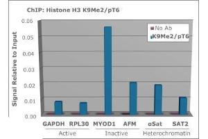 Chromatin Immunoprecipitation of Histone H3 [p Thr6, Dimethyl Lys9] Antibody. (Histone 3 Antikörper  (H3K9me2, pThr6))