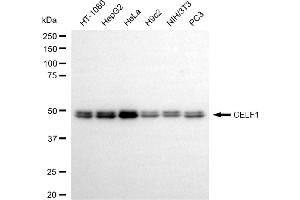 Western blotting analysis using CELF1 antibody (ABIN7798175).