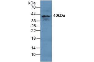 Figure. (MAPK11 Antikörper  (AA 38-277))