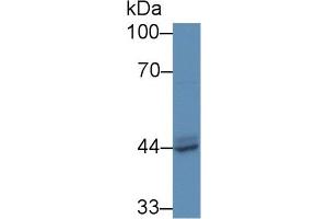 Western Blot; Sample: Human MCF7 cell lysate; Primary Ab: 5µg/ml Rabbit Anti-Mouse ACP3 Antibody Second Ab: 0. (ACPP Antikörper  (AA 56-215))