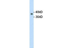 Western Blotting (WB) image for anti-GNAS Complex Locus (GNAS) (N-Term) antibody (ABIN2775543)