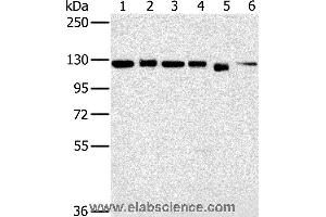 Western blot analysis of 293T, K562, hela, 231, Jurkat and NIH/3T3 cell, using MATR3 Polyclonal Antibody at dilution of 1:500 (MATR3 Antikörper)
