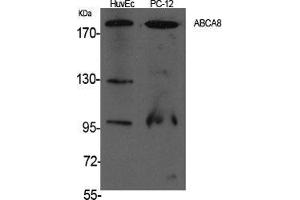 Western Blot (WB) analysis of specific cells using ABCA8 Polyclonal Antibody. (ABCA8 Antikörper  (Internal Region))