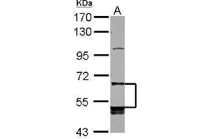 WB Image Sample (30 ug of whole cell lysate) A: K562 7. (LILRB5 Antikörper  (Internal Region))