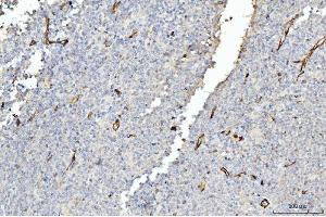 IHC analysis of FABP4 using anti-FABP4 antibody (ABIN7603145).