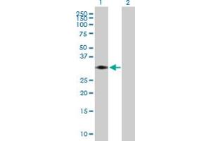 Western Blot analysis of STX11 expression in transfected 293T cell line by STX11 MaxPab polyclonal antibody.