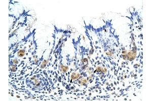 CSH1 antibody was used for immunohistochemistry at a concentration of 4-8 ug/ml to stain Epithelial cells of fundic gland {arrows) in Human Stomach.