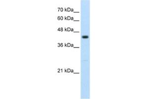 Western Blotting (WB) image for anti-Ring Finger Protein 32 (RNF32) antibody (ABIN2462684)