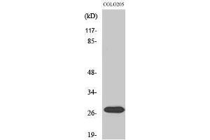 Western Blotting (WB) image for anti-Nuclear Receptor Interacting Protein 3 (NRIP3) (C-Term) antibody (ABIN3185959) (NRIP3 Antikörper  (C-Term))