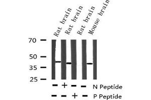 Western blot analysis of Phospho-p38 MAPK (Tyr323) expression in various lysates (MAPK14 Antikörper  (pTyr323))