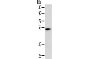 Western Blotting (WB) image for anti-Pancreatic Lipase (PNLIP) antibody (ABIN2430608) (PNLIP Antikörper)