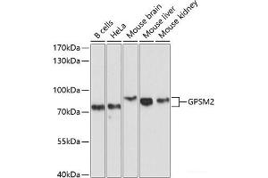 Western blot analysis of extracts of various cell lines using GPSM2 Polyclonal Antibody at dilution of 1:1000. (GPSM2 Antikörper)