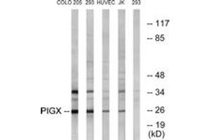 Western Blotting (WB) image for anti-Phosphatidylinositol Glycan Anchor Biosynthesis, Class X (PIGX) (AA 183-232) antibody (ABIN2890502) (PIGX Antikörper  (AA 183-232))