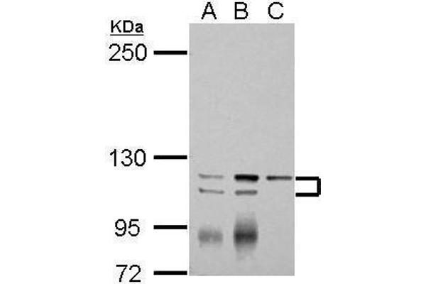 ATP2A3 Antikörper  (N-Term)