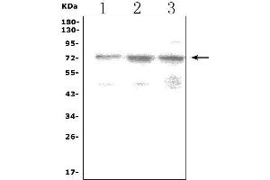Western blot analysis of LRRC32 using anti-LRRC32 antibody (ABIN7600555).