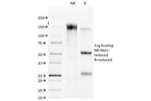 SDS-PAGE Analysis of Purified, BSA-Free Connexin 32 Antibody (clone R5. (GJB1 Antikörper)