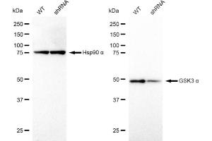 Western blotting analysis using GSK3 alpha antibody (ABIN7798777). (Rekombinanter GSK3 alpha Antikörper)