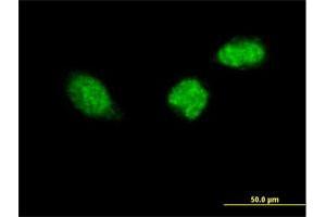 Immunofluorescence of purified MaxPab antibody to ZWINT on HeLa cell. (ZWINT Antikörper  (AA 1-277))
