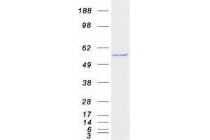 Western Blotting (WB) image for Fizzy/cell Division Cycle 20 Related 1 (FZR1) (Transcript Variant 2) protein (Myc-DYKDDDDK Tag) (ABIN2721486)